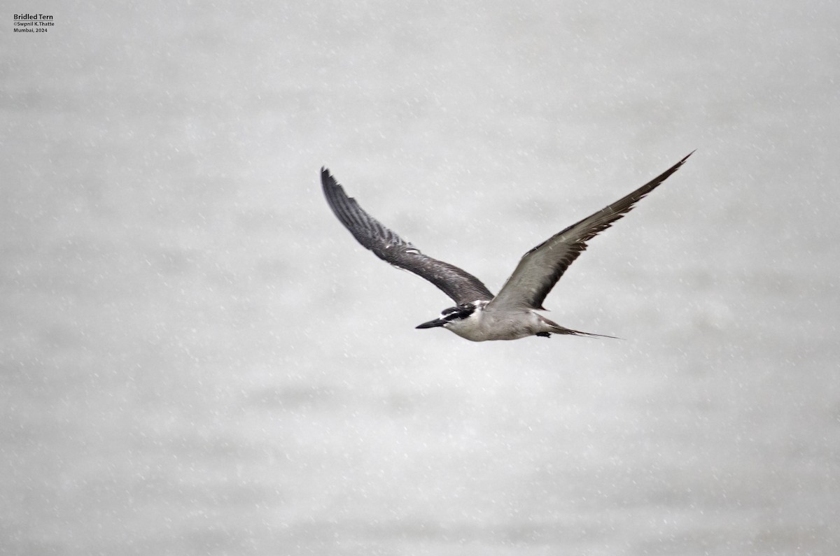 Bridled Tern - Swapnil Thatte