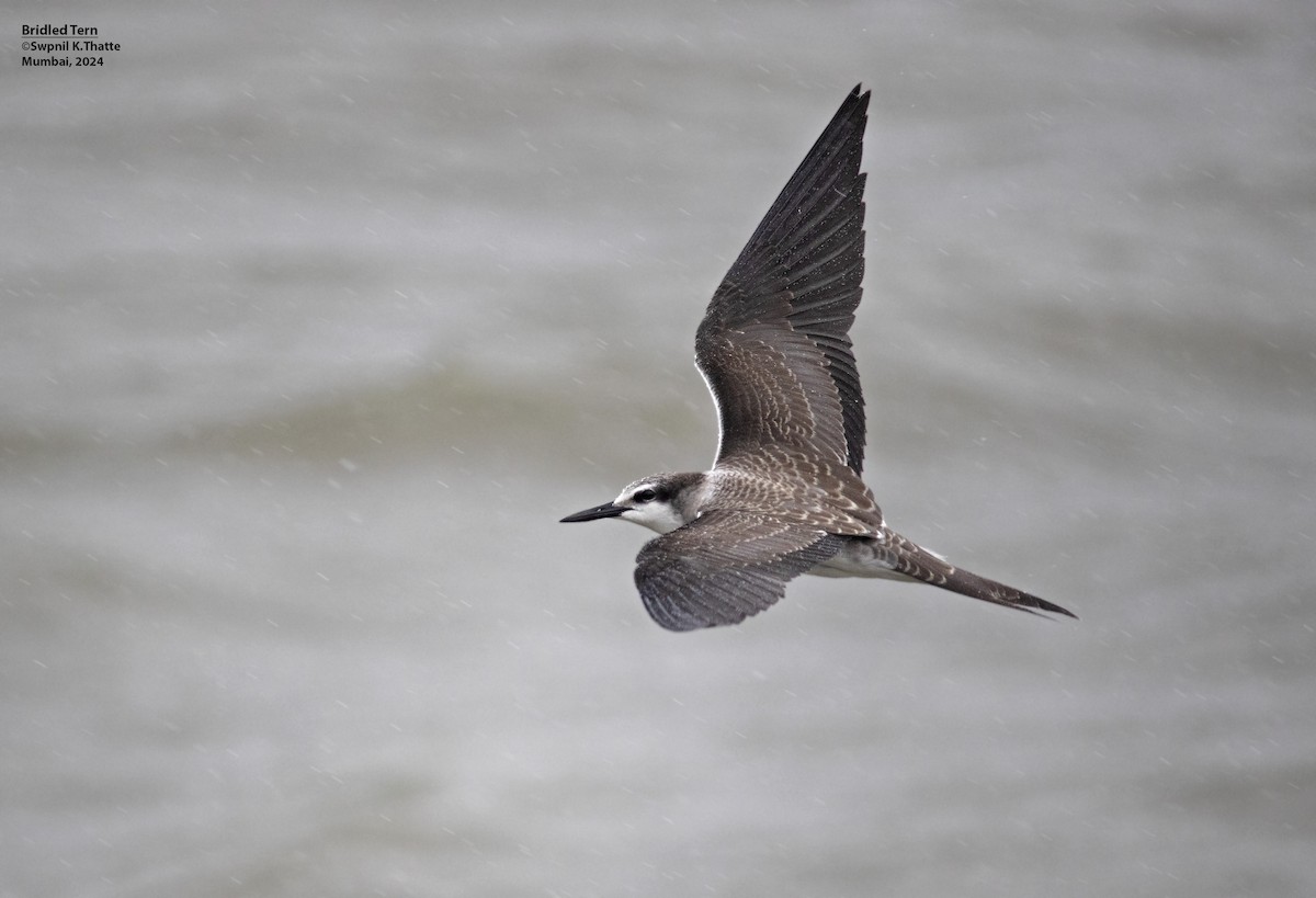 Bridled Tern - ML622320562