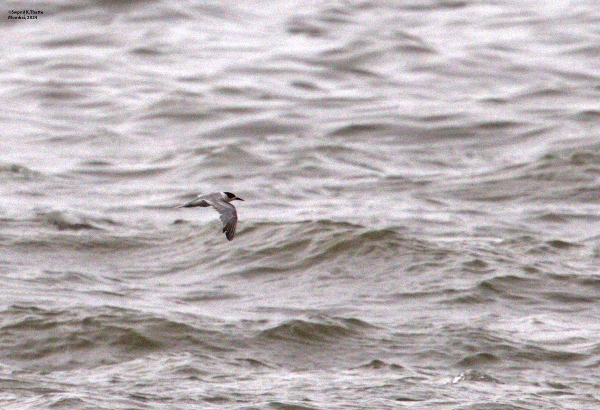 White-cheeked Tern - ML622320578