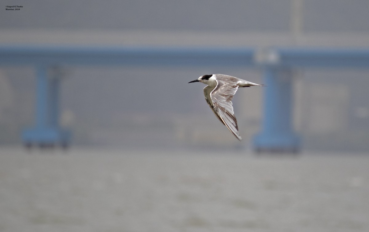 White-cheeked Tern - ML622320579