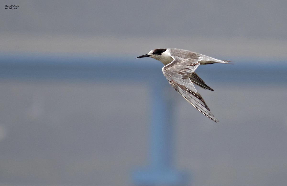 White-cheeked Tern - ML622320580