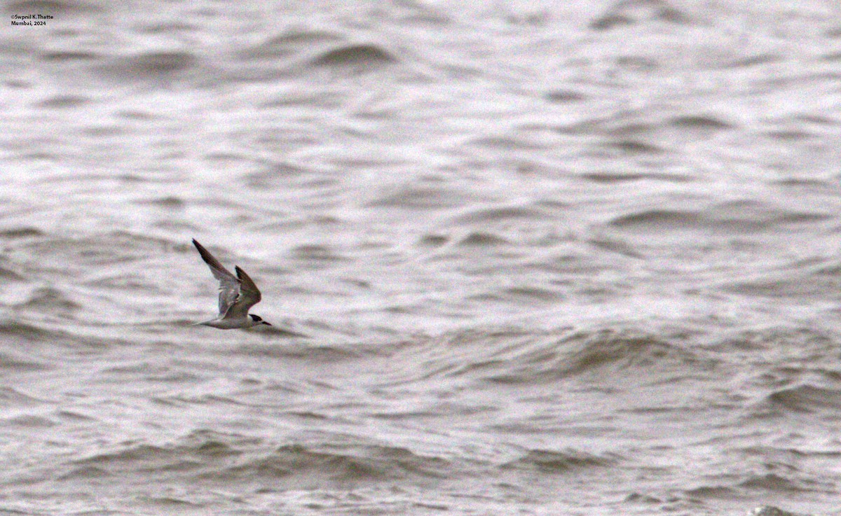 White-cheeked Tern - ML622320581