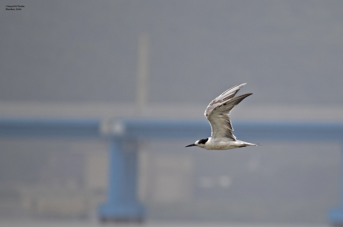 White-cheeked Tern - ML622320582