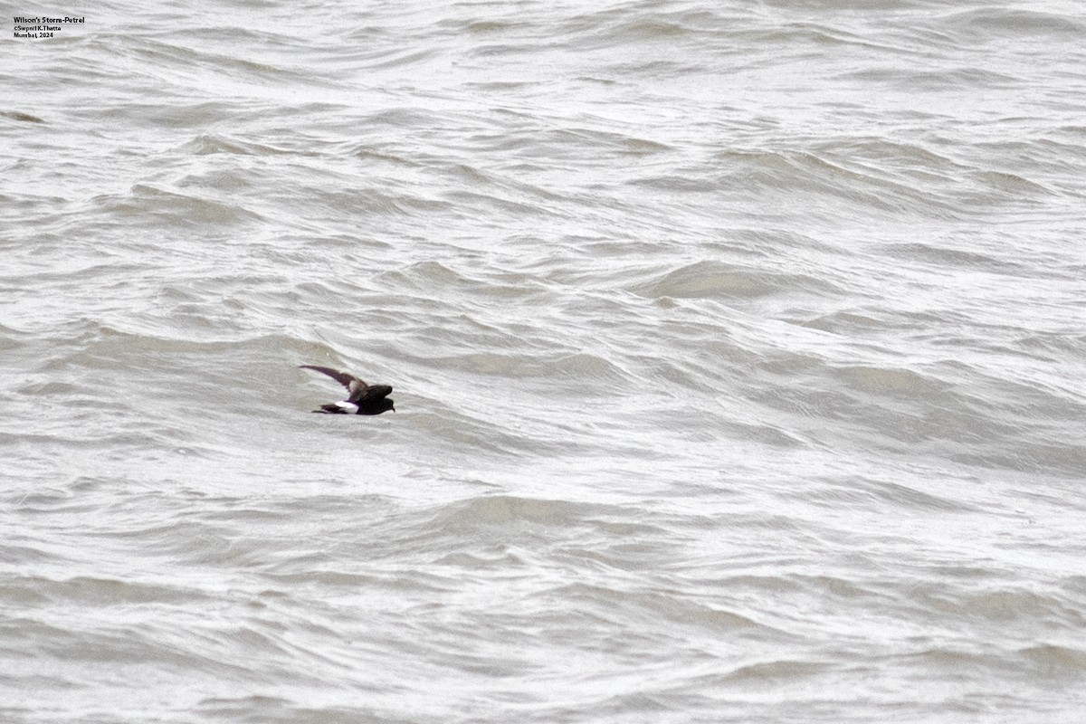 Wilson's Storm-Petrel - ML622320593