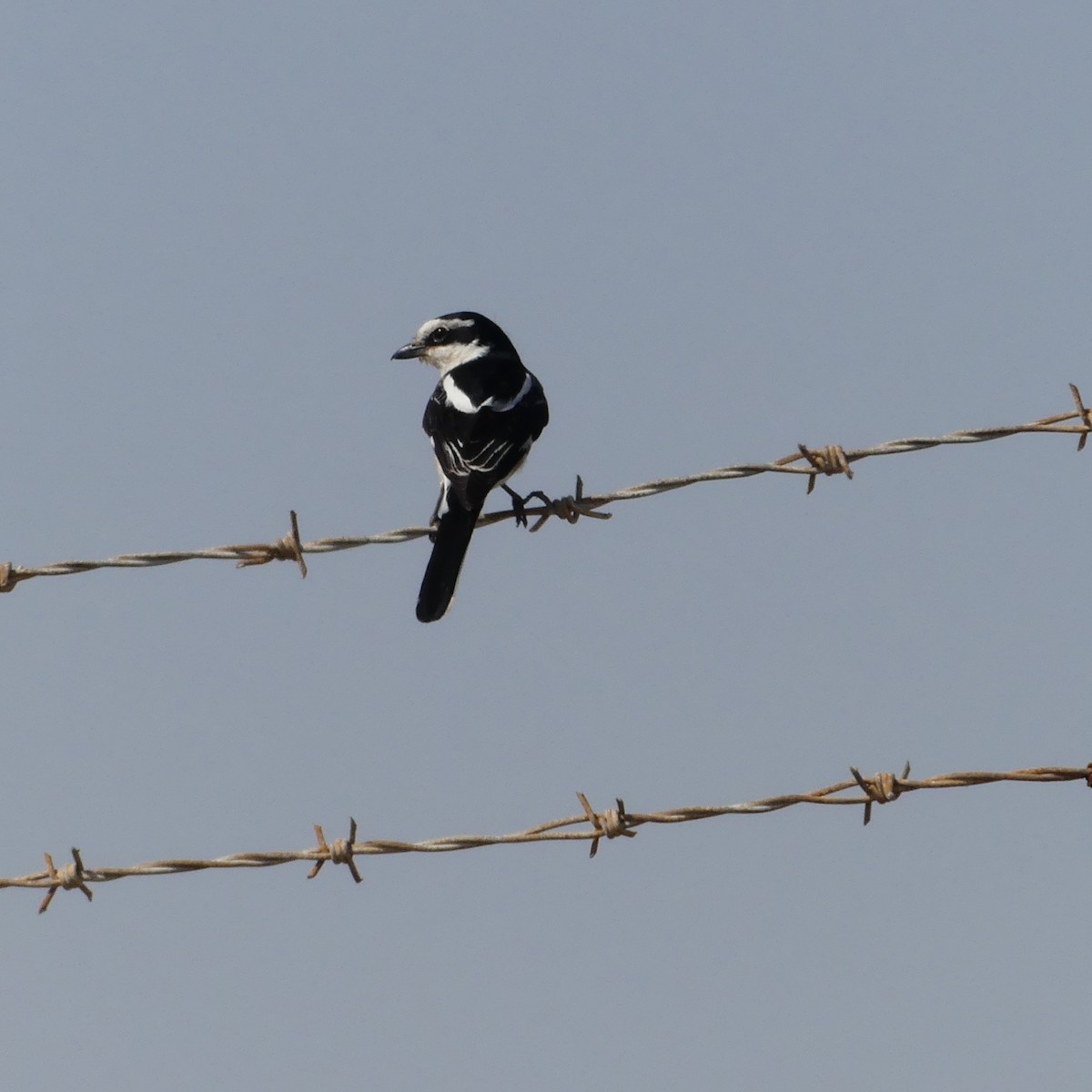 Masked Shrike - ML622320636