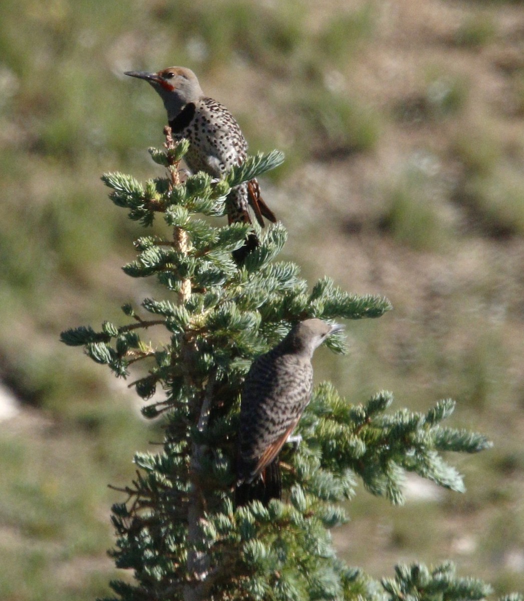 Northern Flicker (Red-shafted) - ML622320780