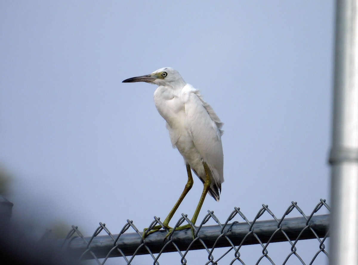 Little Blue Heron - ML622320792