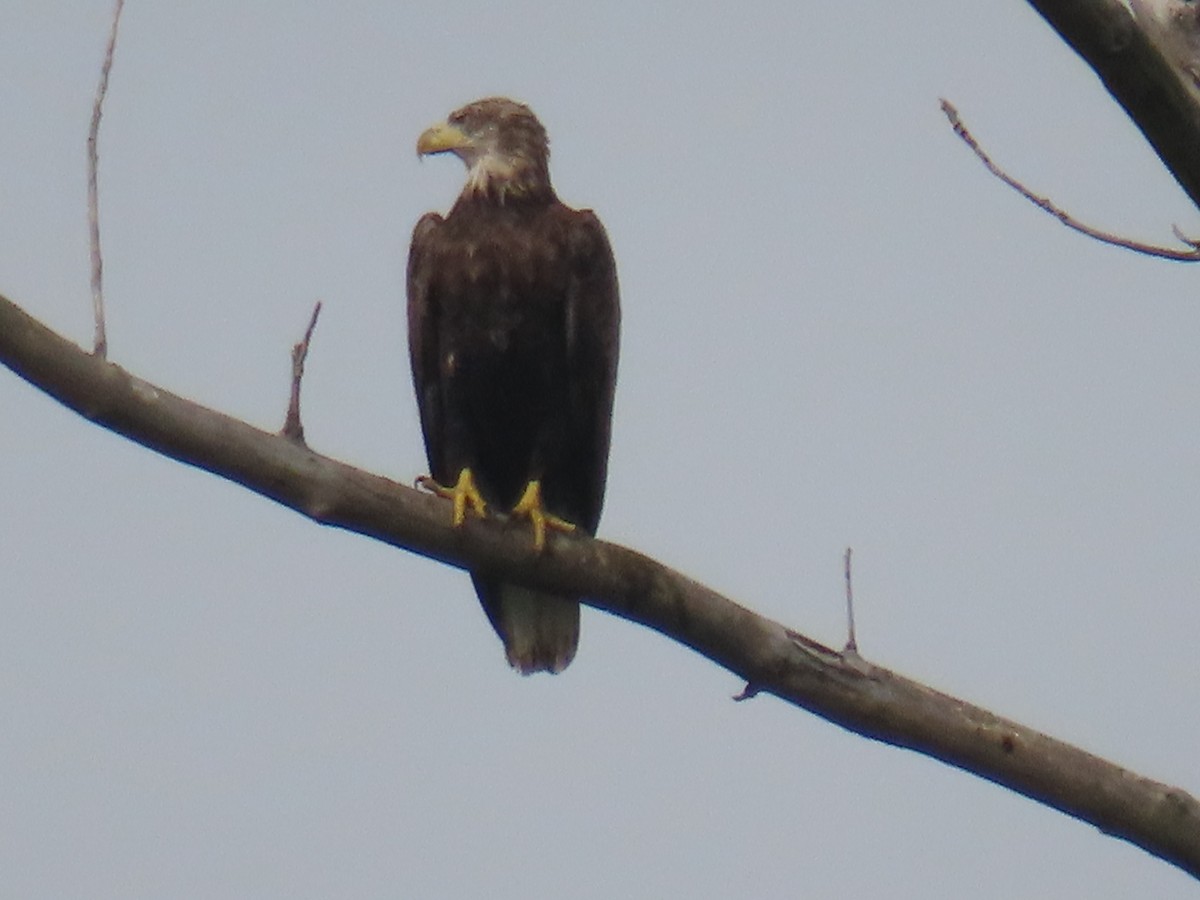 Bald Eagle - ML622320896