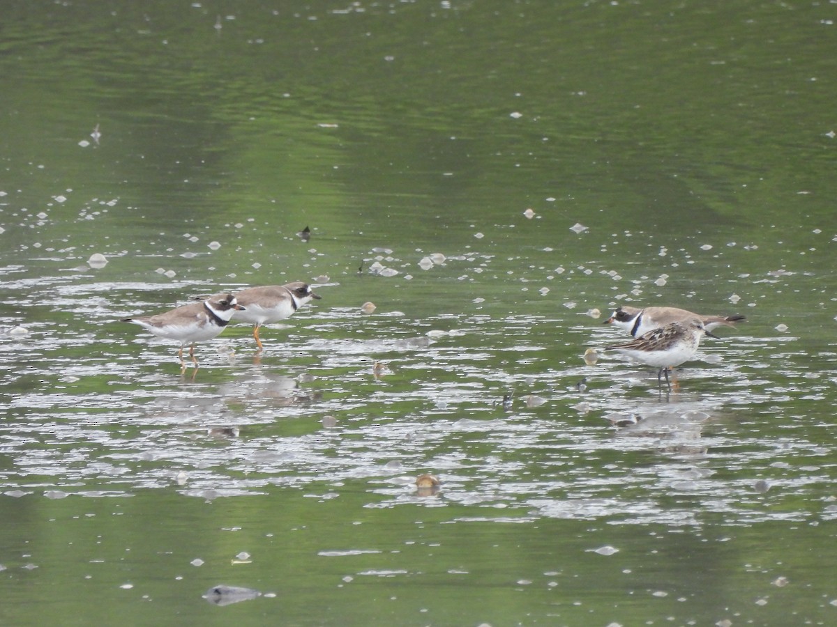 Semipalmated Plover - ML622320961