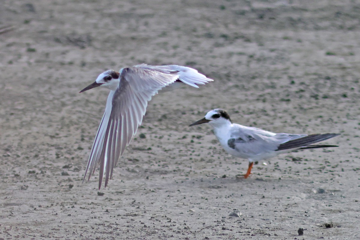 Little Tern - ML622320980