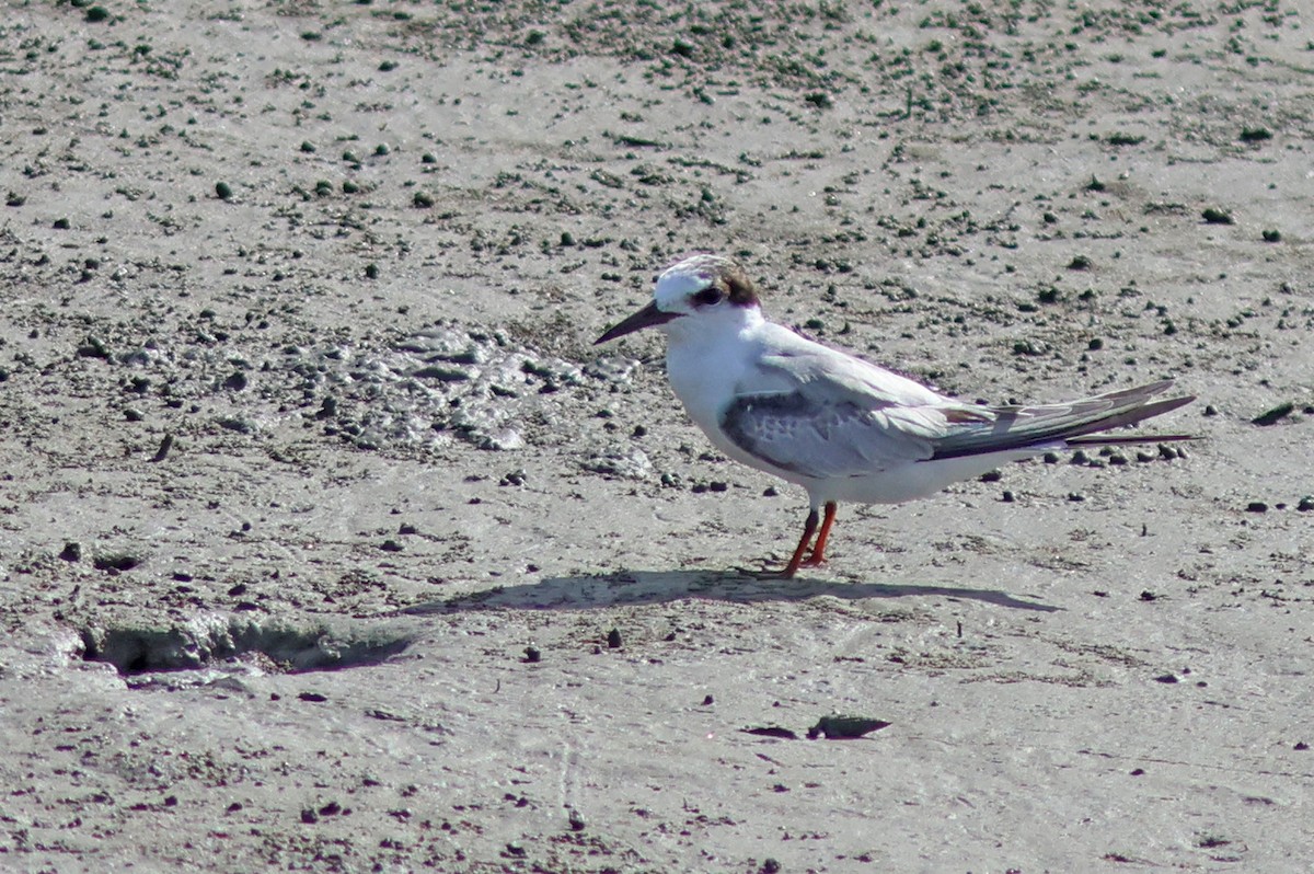 Little Tern - ML622320981