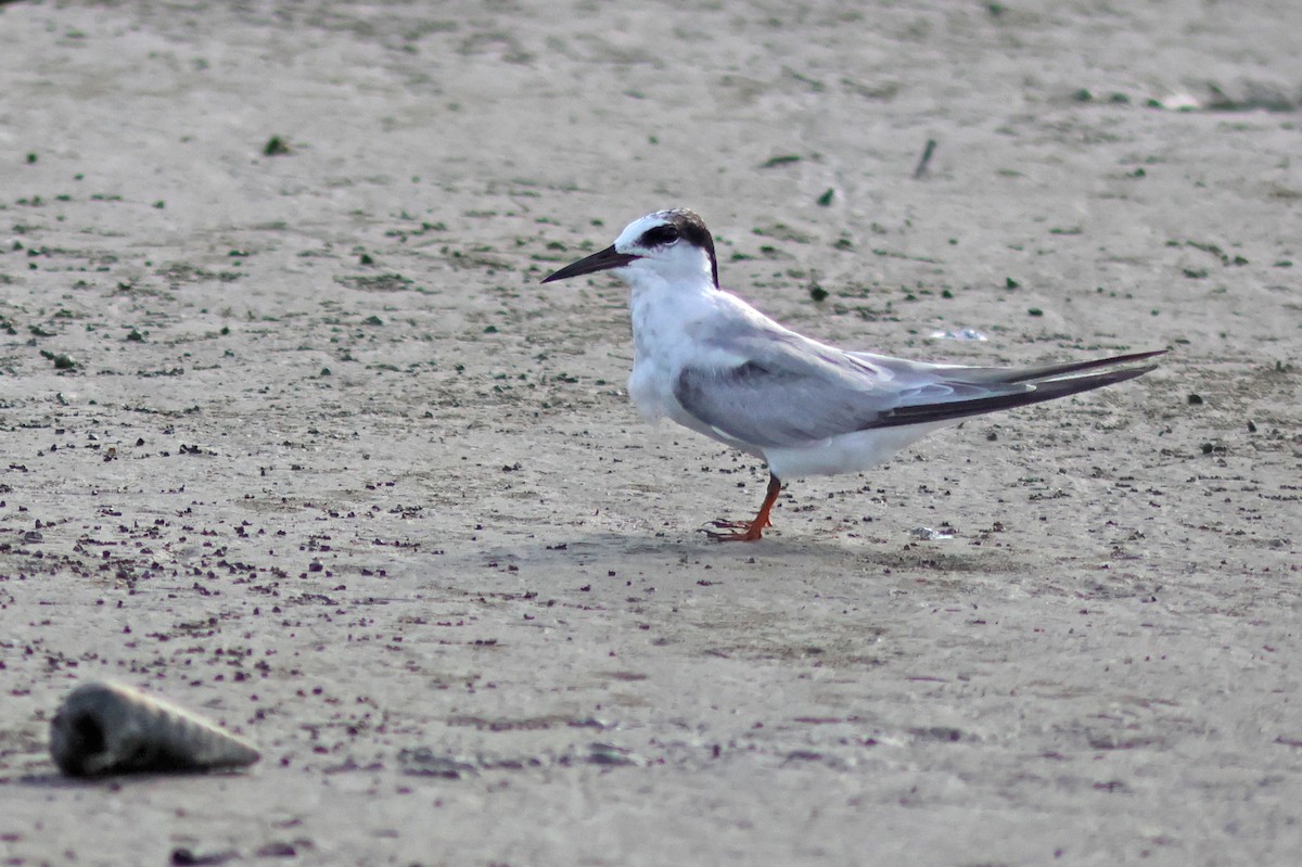 Little Tern - ML622320982