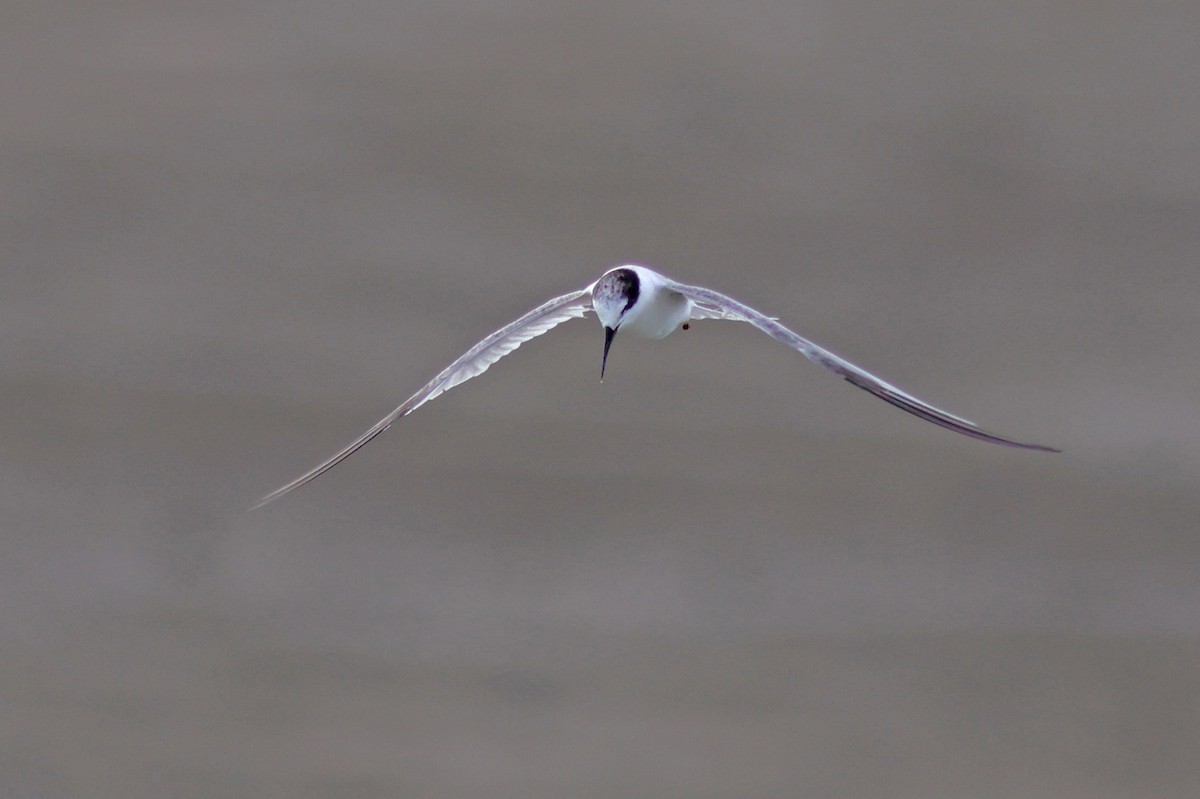 Little Tern - ML622320983