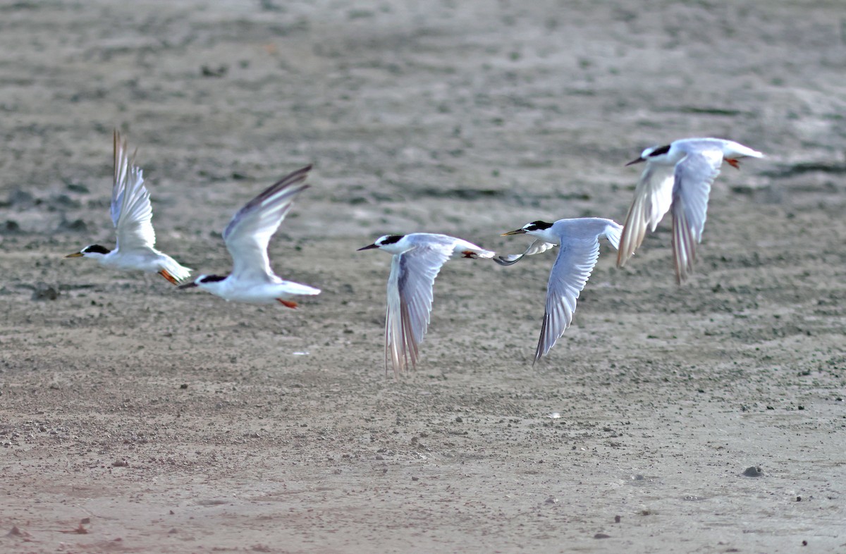 Little Tern - ML622320984