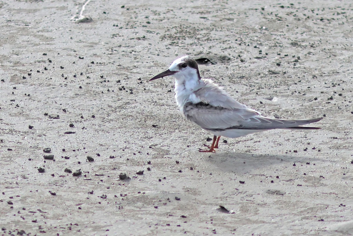 Little Tern - ML622320985