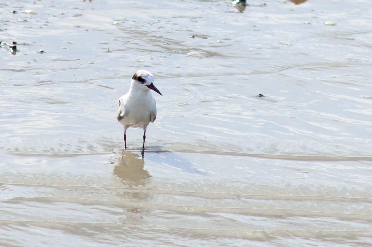 Little Tern - ML622320986