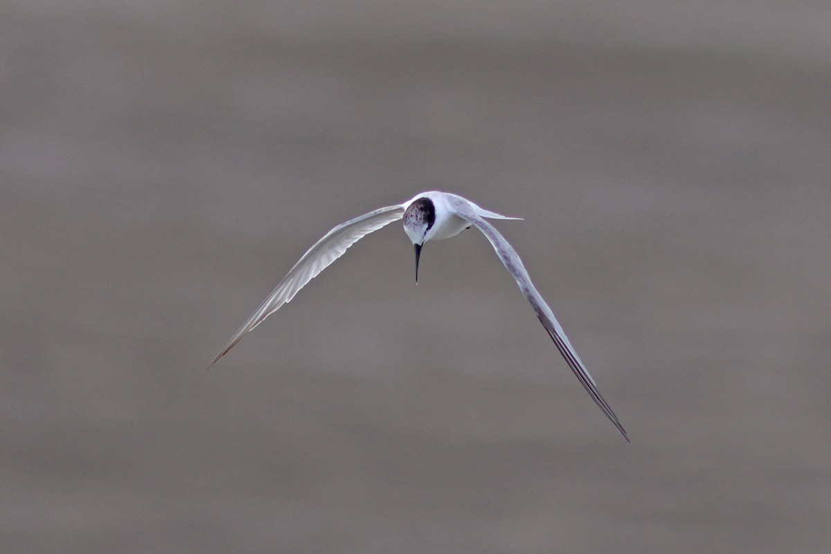 Little Tern - ML622320987