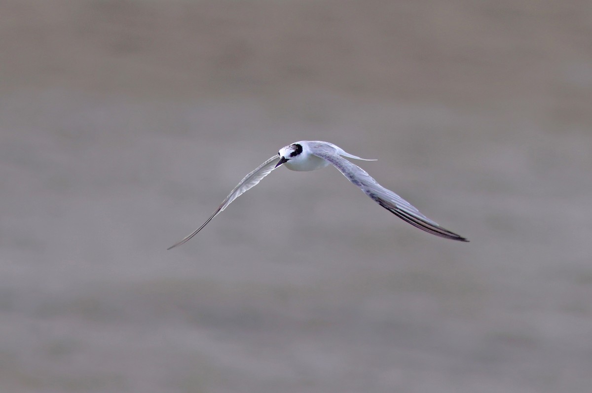 Little Tern - ML622320989