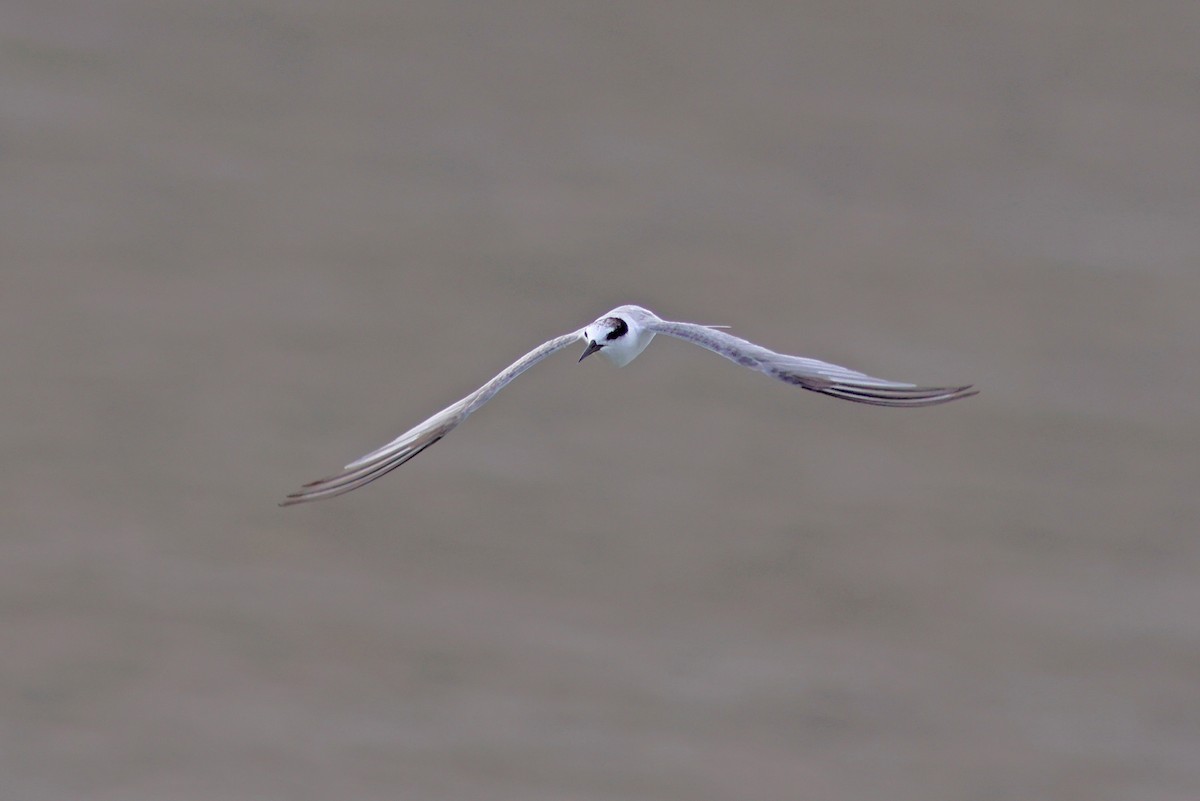 Little Tern - ML622320990