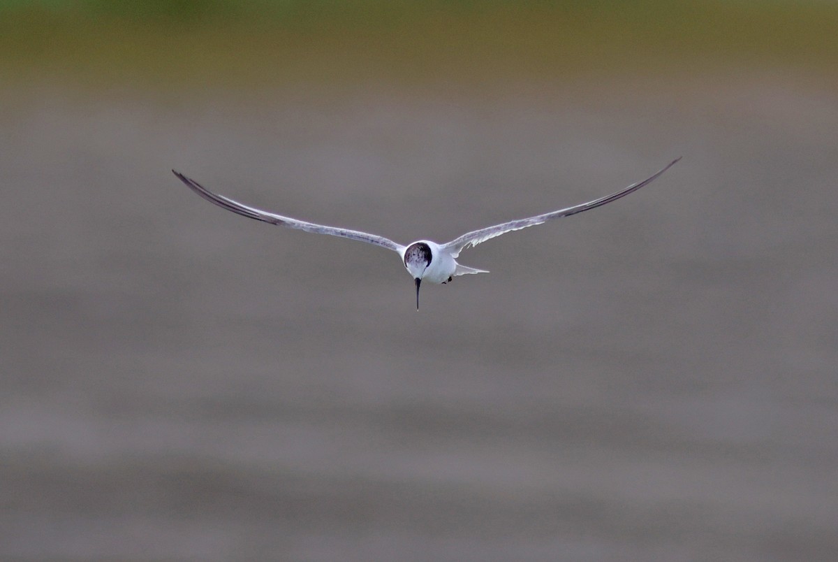 Little Tern - ML622320991