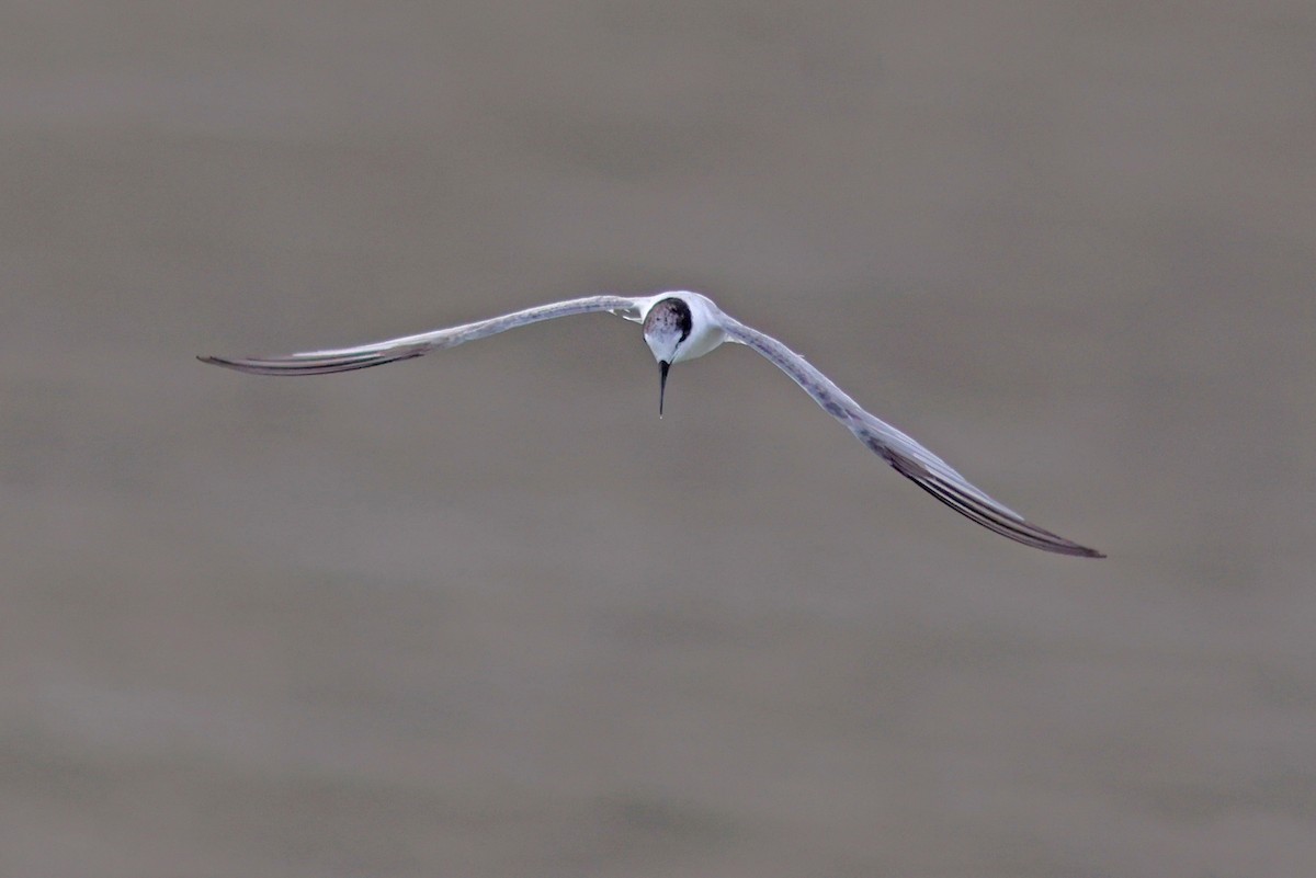 Little Tern - ML622320992