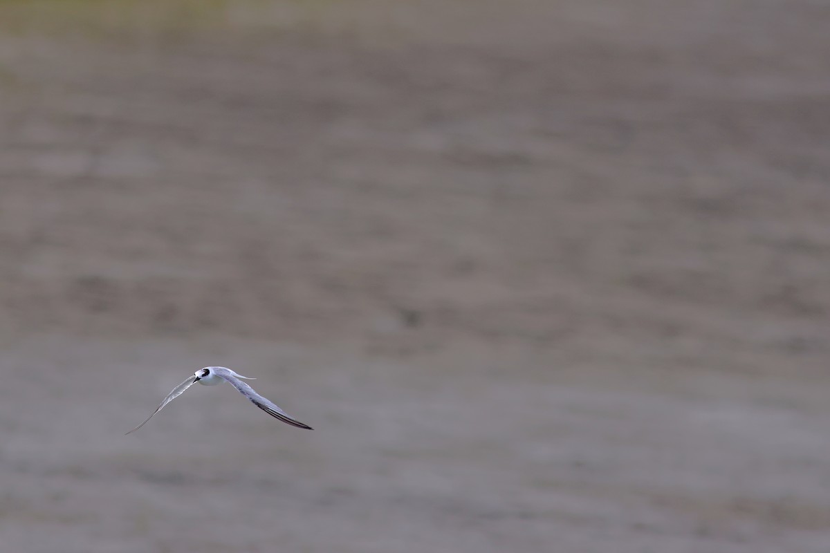 Little Tern - ML622320993