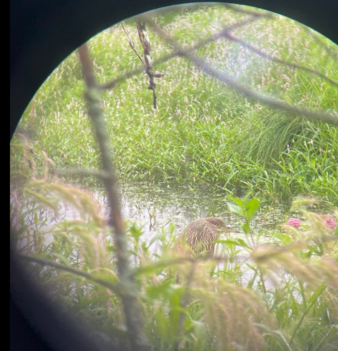 Black-crowned Night Heron - ML622321369