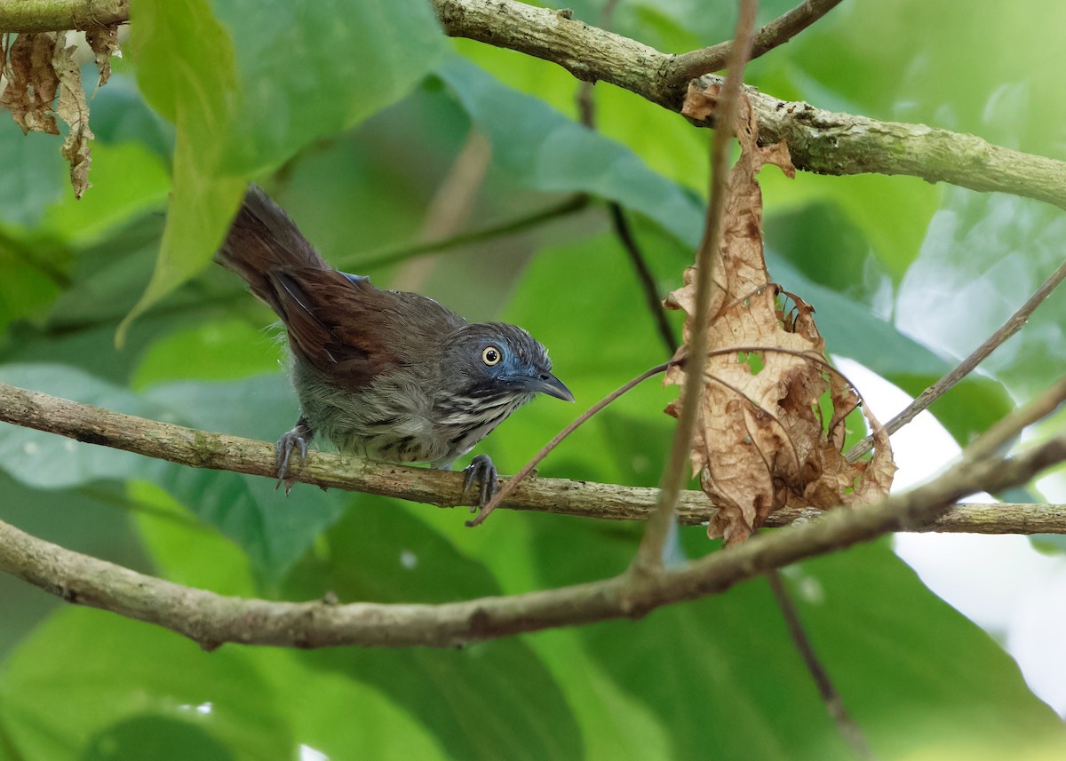 Bold-striped Tit-Babbler (Bold-striped) - ML622321427