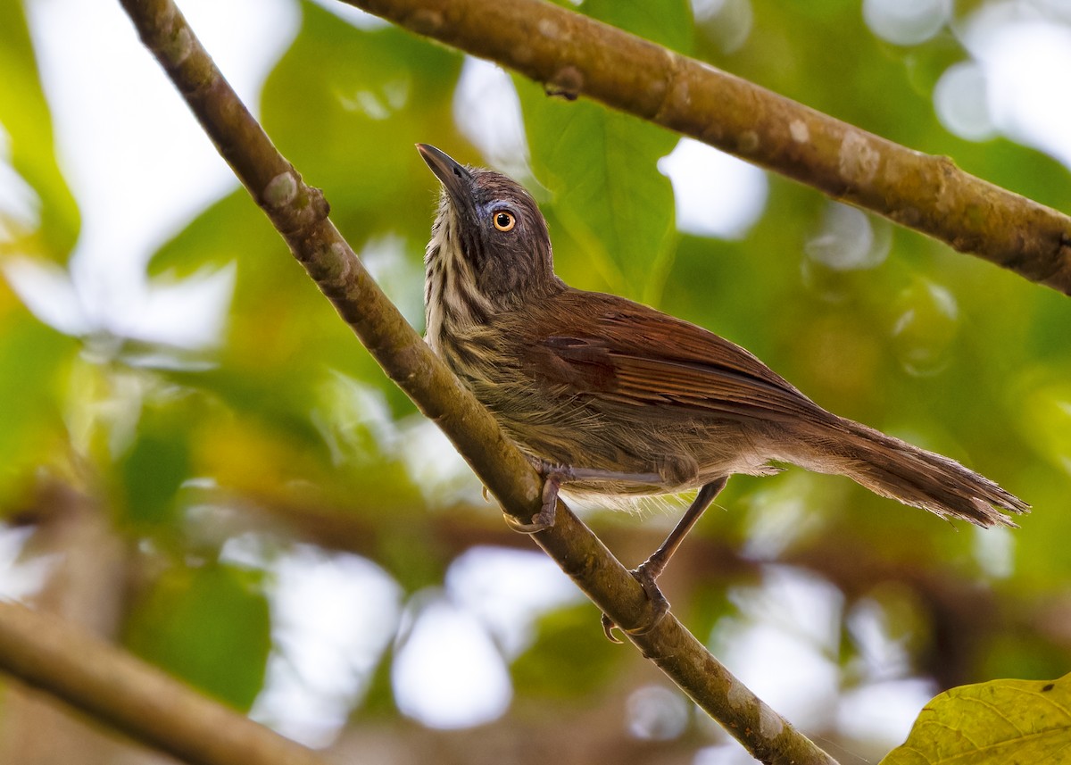 Bold-striped Tit-Babbler (Bold-striped) - ML622321428