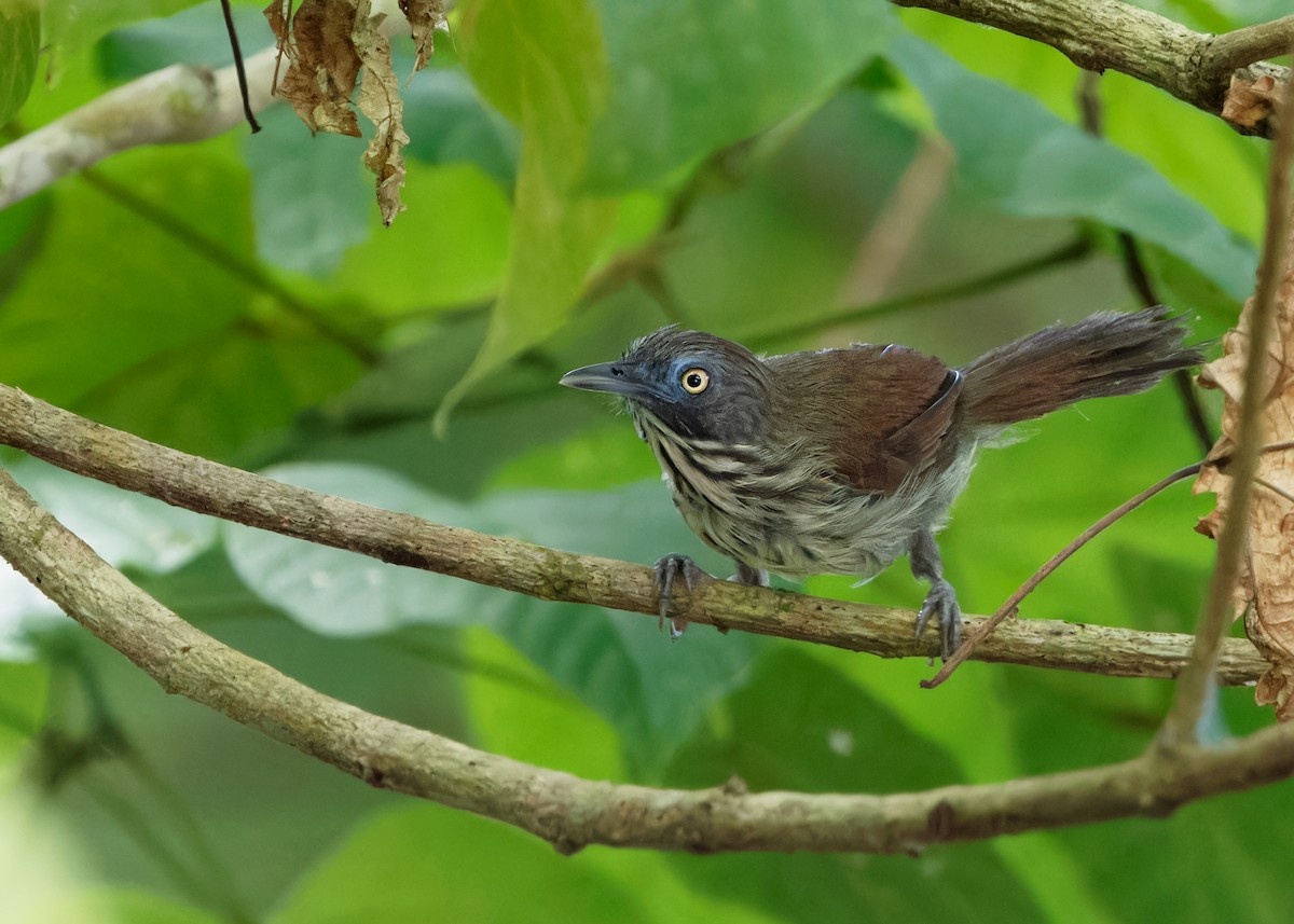 Bold-striped Tit-Babbler (Bold-striped) - ML622321429