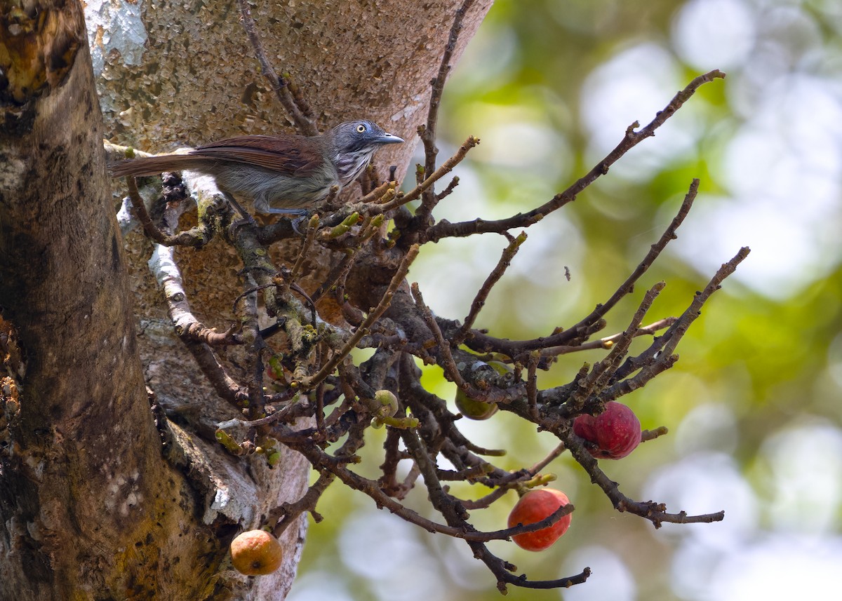 Bold-striped Tit-Babbler (Bold-striped) - ML622321430