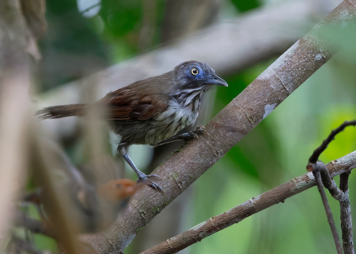 シマムシクイチメドリ（bornensis グループ） - ML622321431