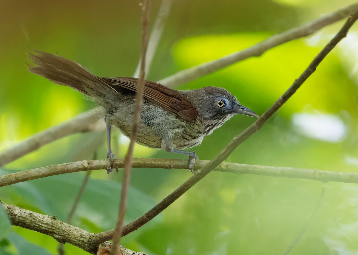 Bold-striped Tit-Babbler (Bold-striped) - ML622321432