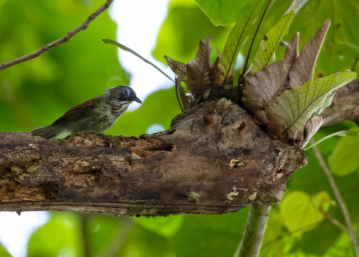 Bold-striped Tit-Babbler (Bold-striped) - ML622321433