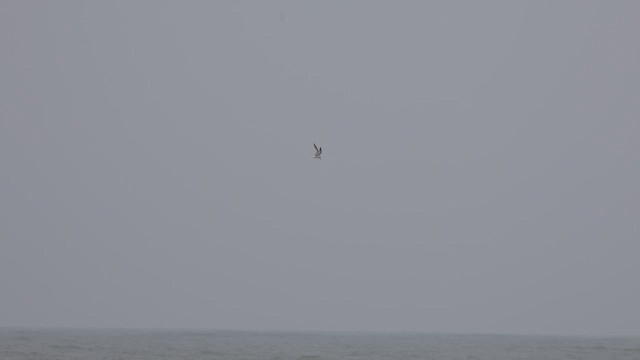 Little Tern - ML622321467