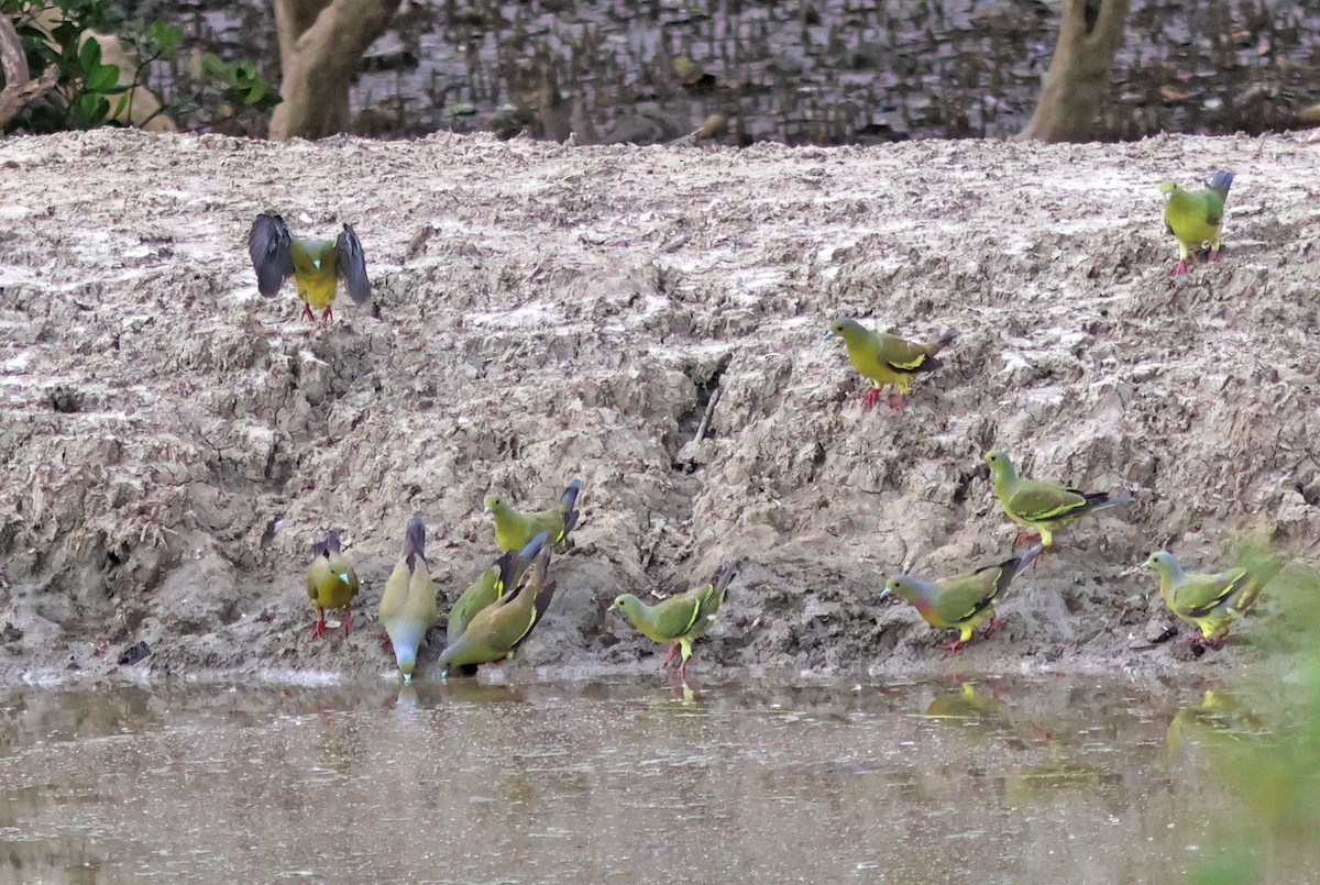 Orange-breasted Green-Pigeon - PANKAJ GUPTA