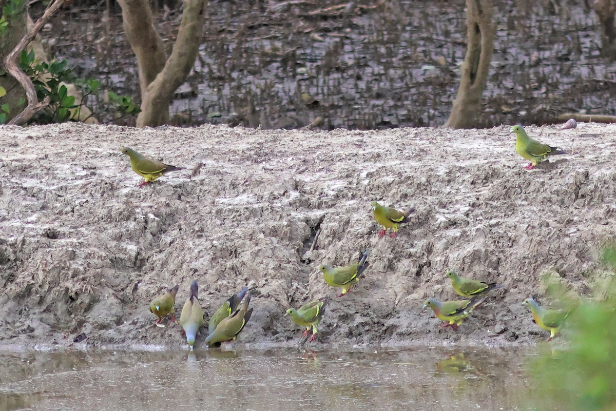 Orange-breasted Green-Pigeon - PANKAJ GUPTA