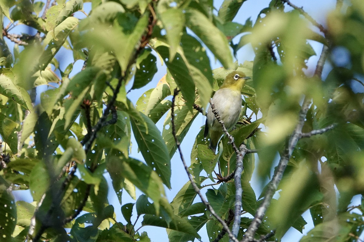 Warbling White-eye - ML622321493