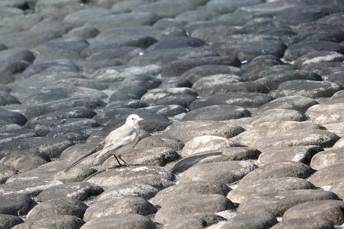 White Wagtail - ML622321494