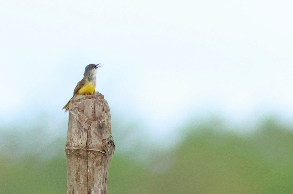 Yellow-bellied Prinia - ML622321498