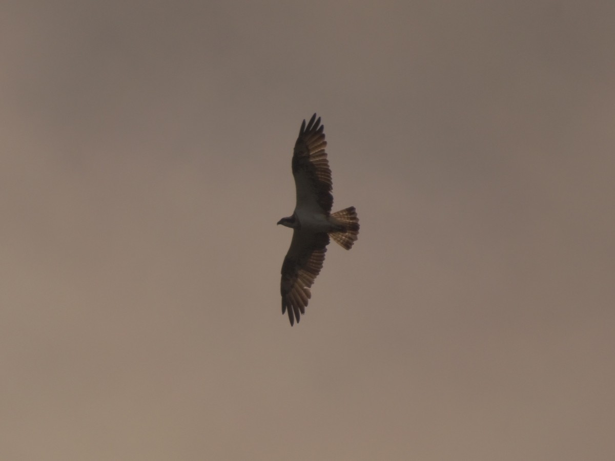 Osprey - ML622321612