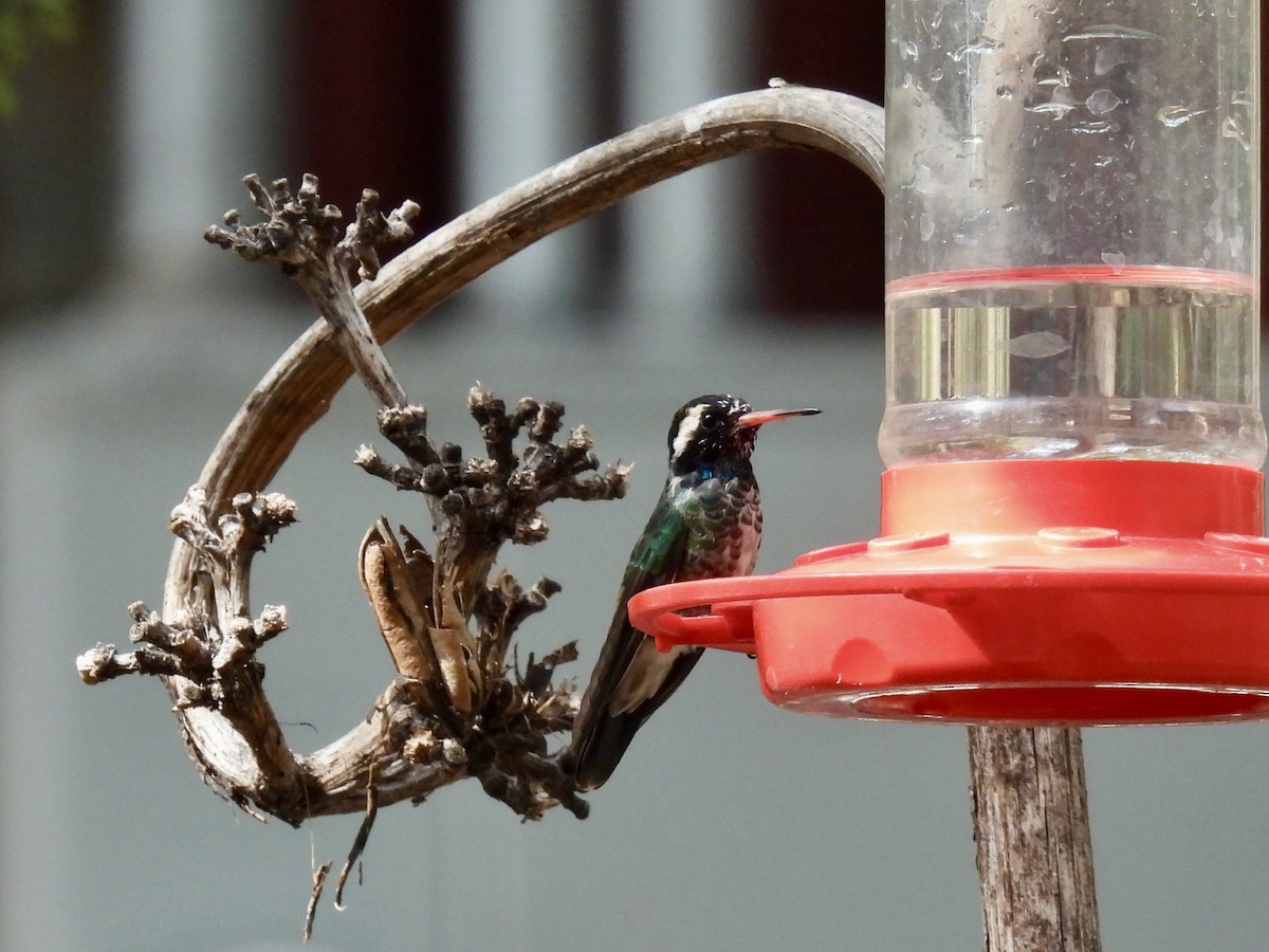 White-eared Hummingbird - ML622321667
