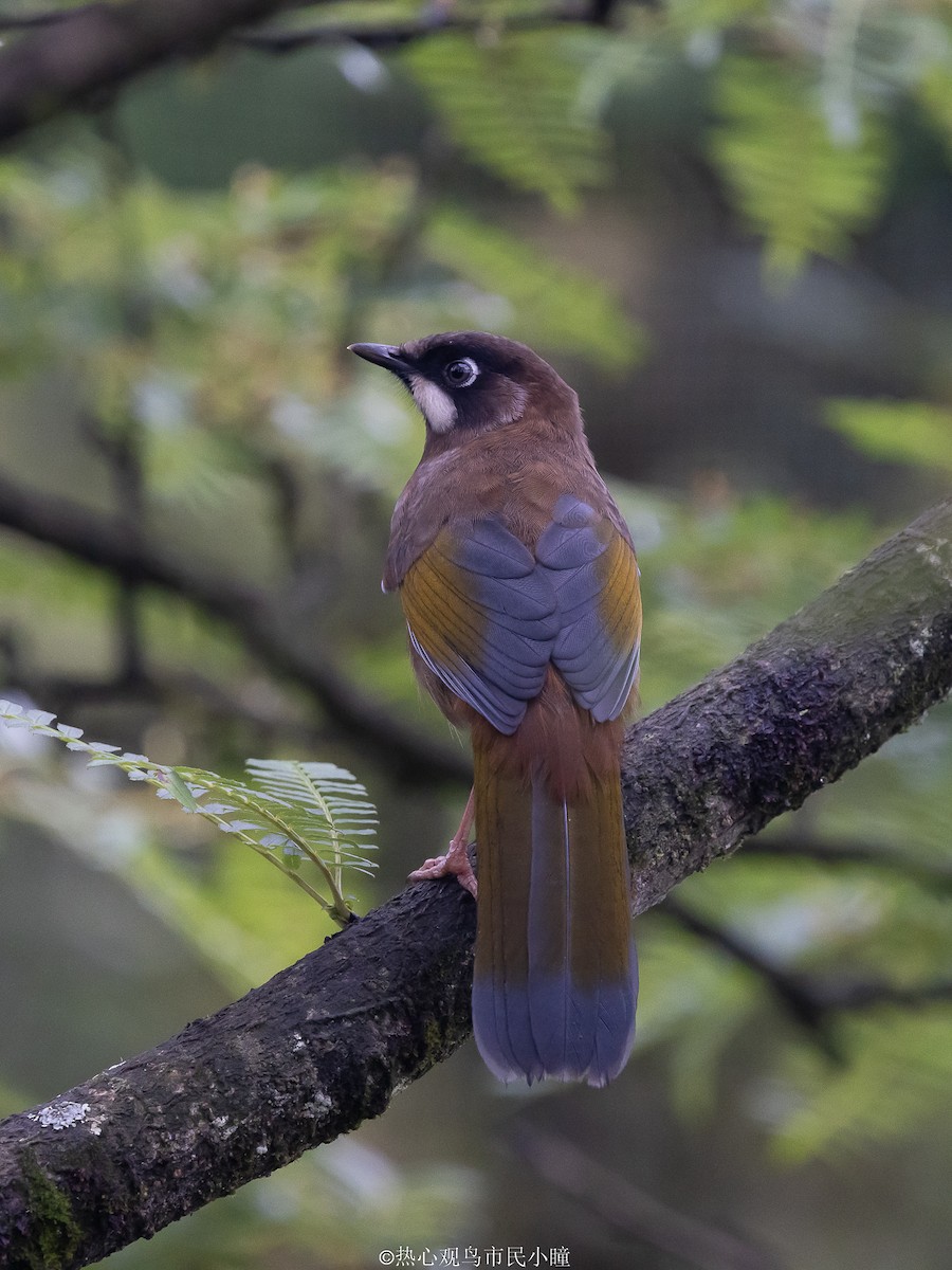 Black-faced Laughingthrush - ML622321725