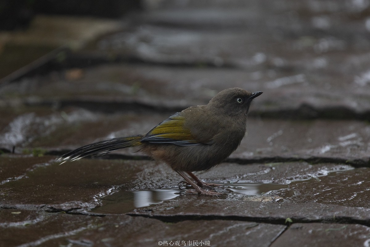 Elliot's Laughingthrush - ML622321727