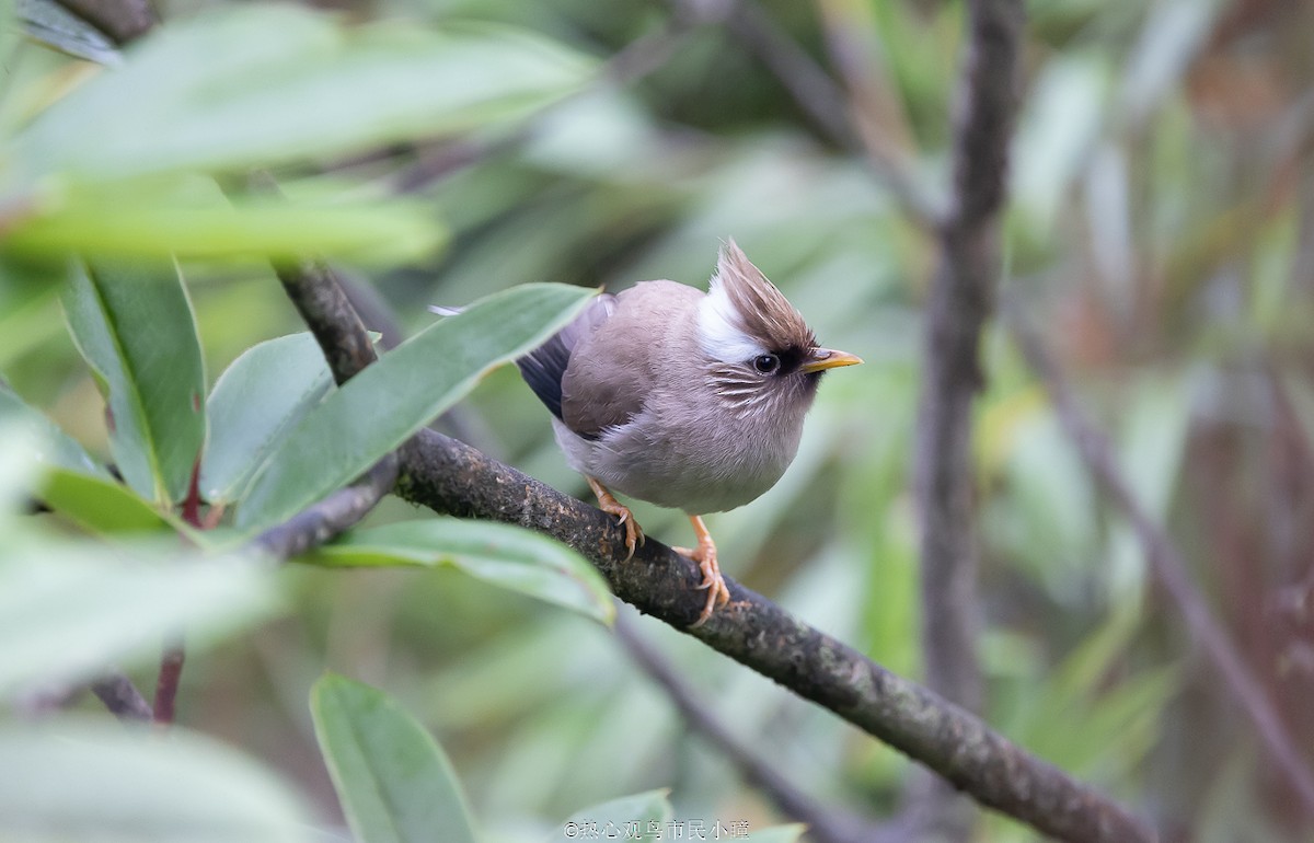 White-collared Yuhina - ML622321740