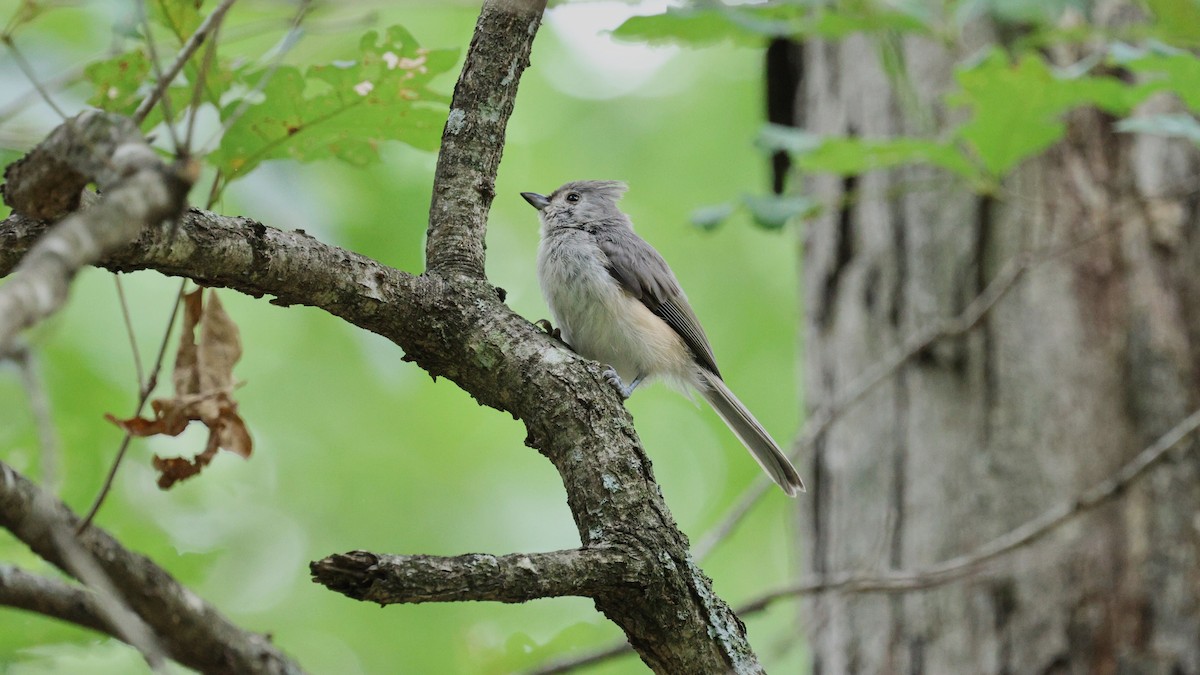 Tufted Titmouse - ML622321783