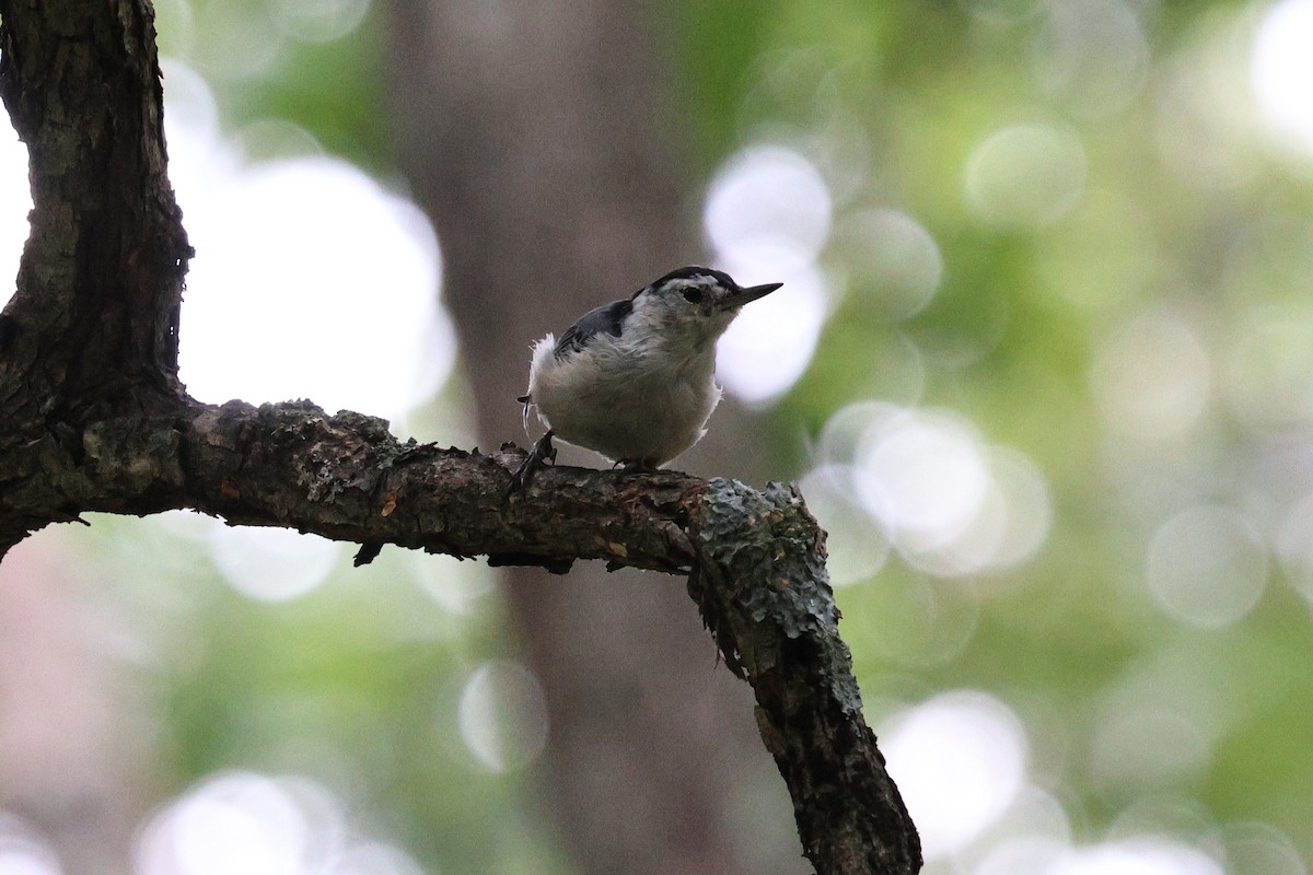 White-breasted Nuthatch - ML622321784