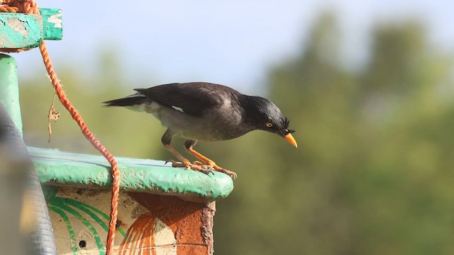 Jungle Myna - ML622321844