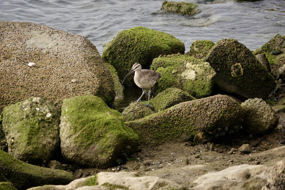 Whimbrel - ML622321859