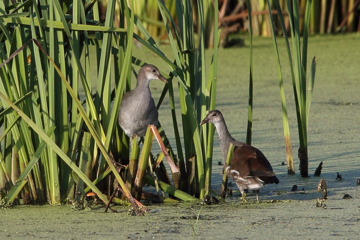 Common Gallinule - ML622321880